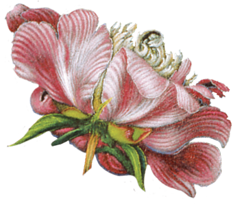 Світ Катерини Білокур